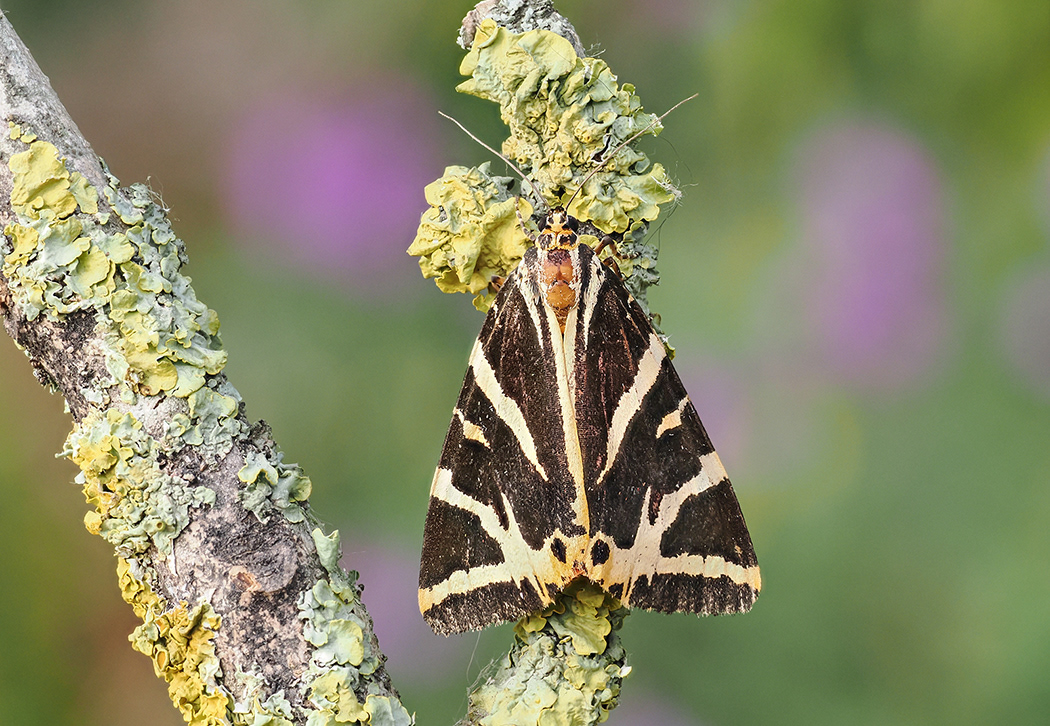 Jersey Tiger Moth