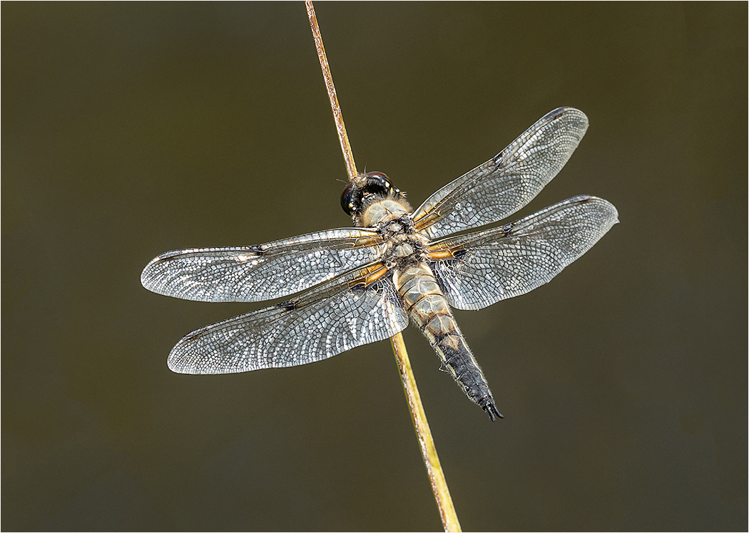 Four Spotted Chaser