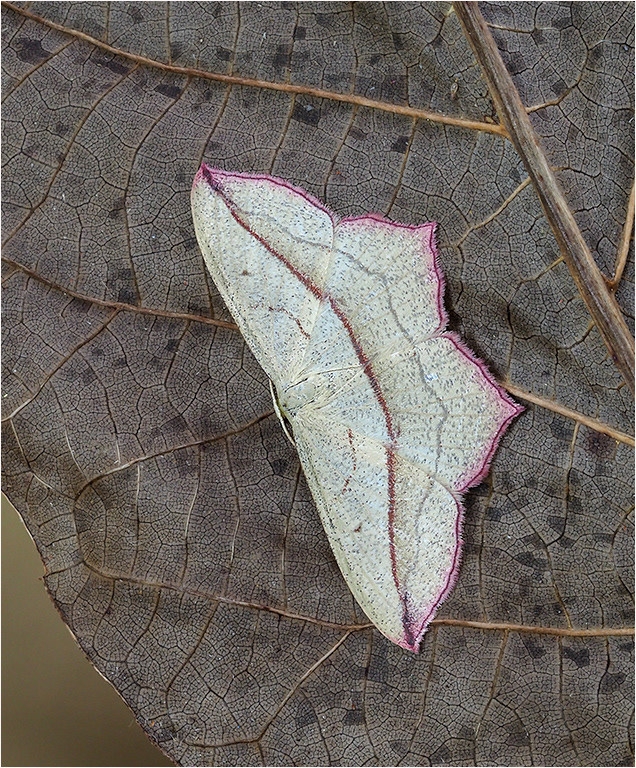 Blood Vien Moth