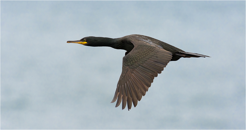 Shag in Flight