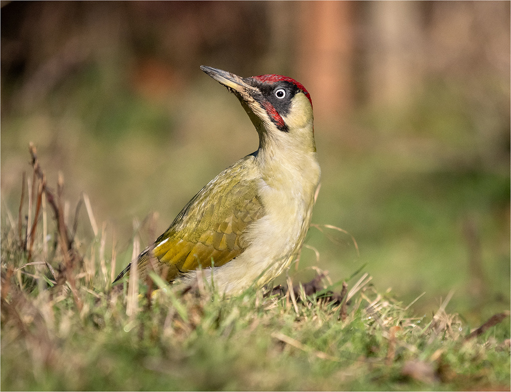 Green Woodpecker