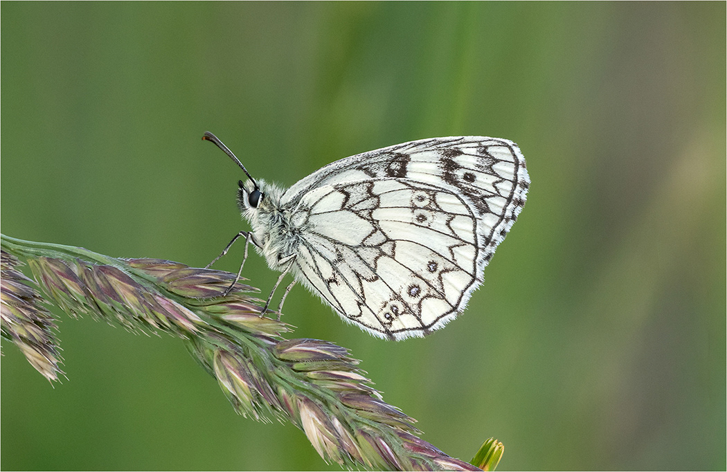 Marbled White Butterfly