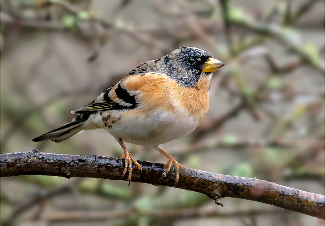 Male Brambling