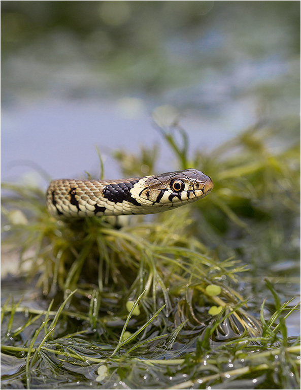 Grass Snake