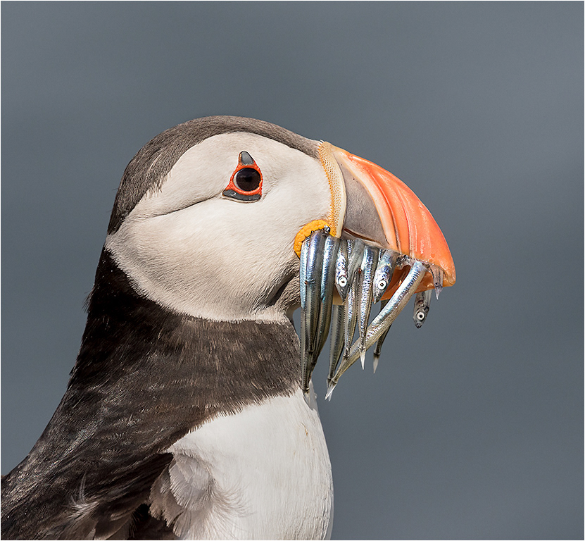 Puffin Head Shot