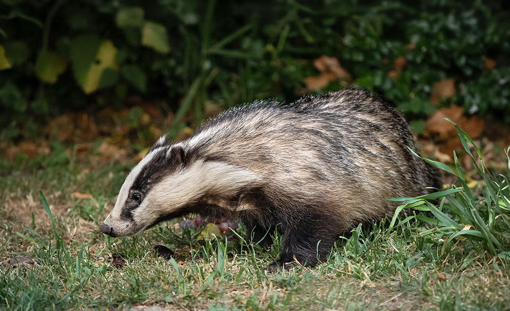 Badger
