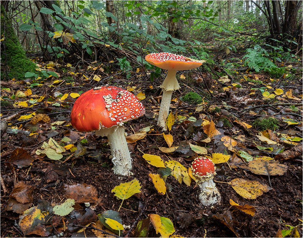 Fly Agaric