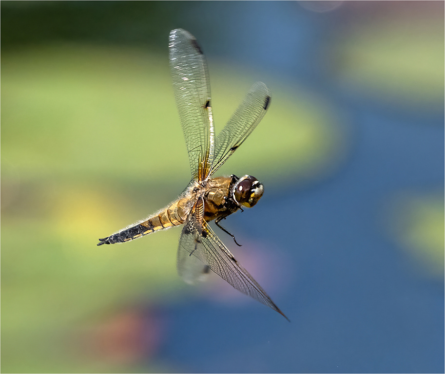 Four Spotted Chaser in flight