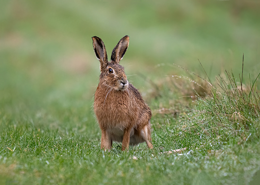 Hare resting
