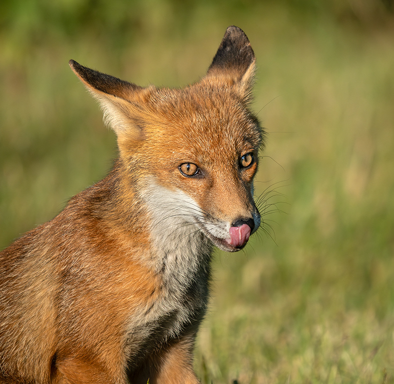 Fox Cub