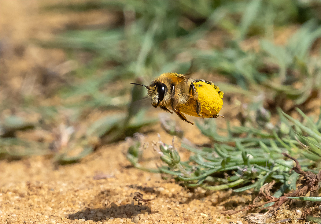 Pantaloon Bee
