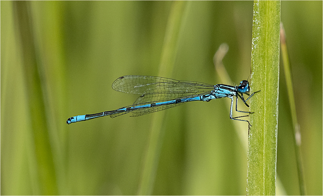 Azure Damselfly