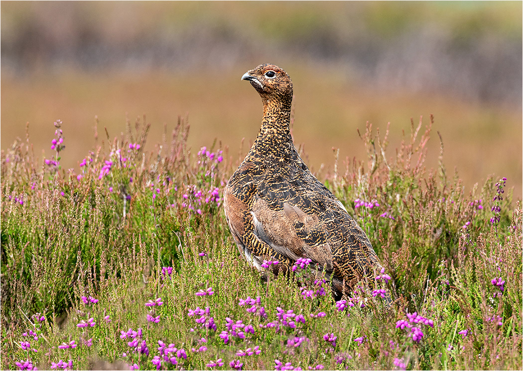 Red Grouse