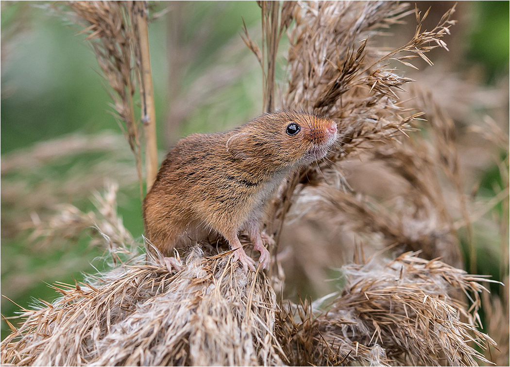 Harvest Mouse