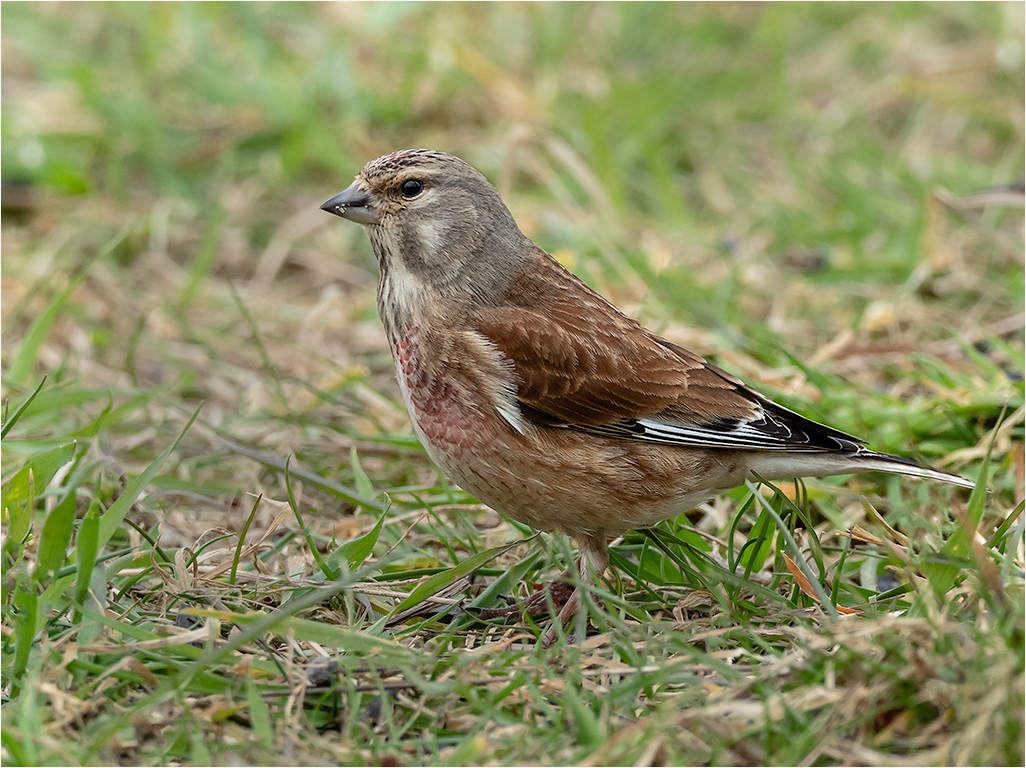 Linnet