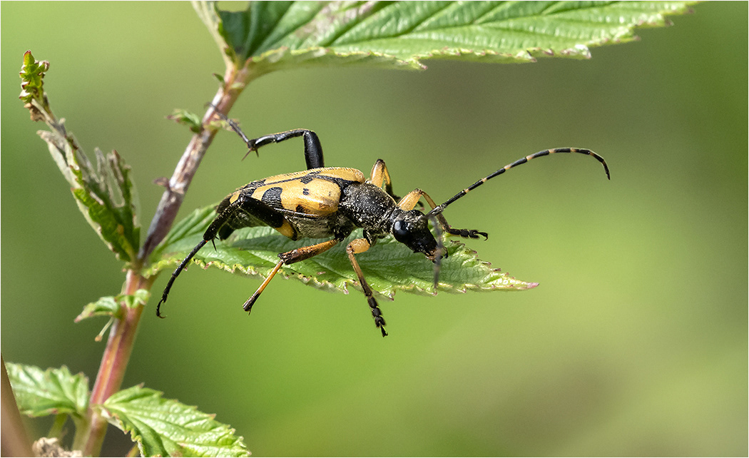 Long Horned Beetle