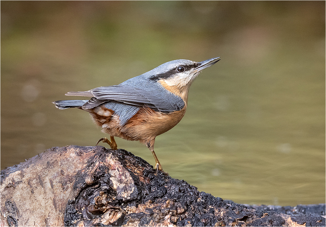 Nuthatch