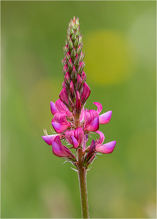 Sainfoin