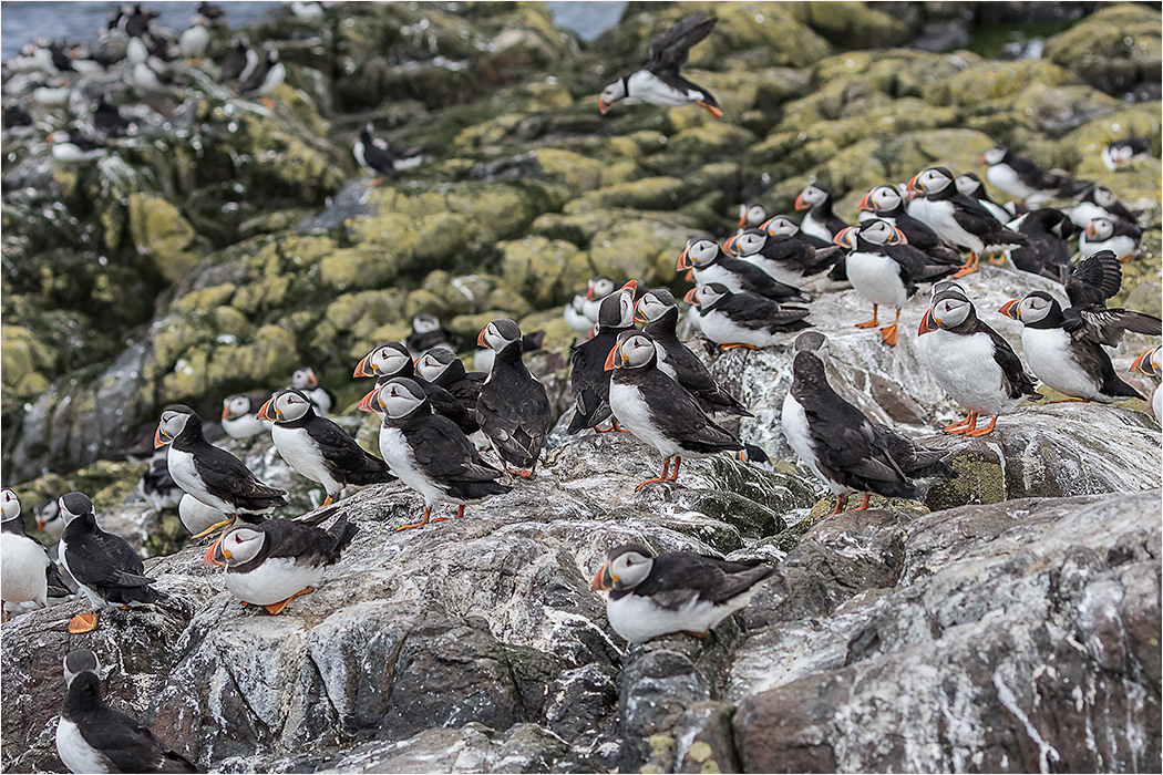 Puffins on Rocks on Stapple Island