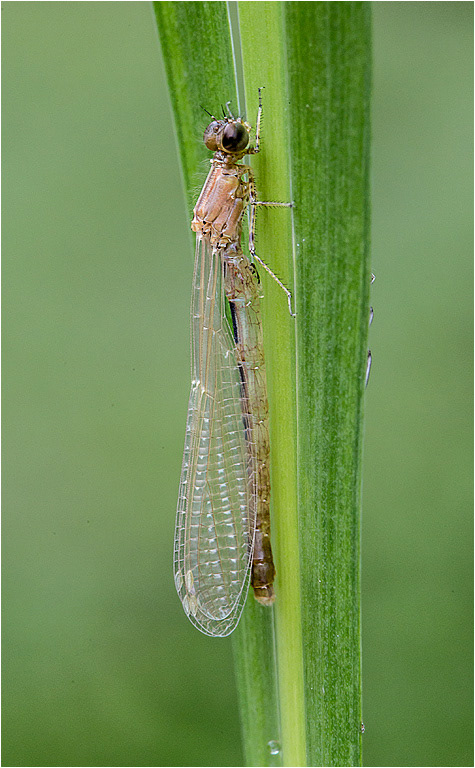 Emergence - Stage 3 - Tenerals