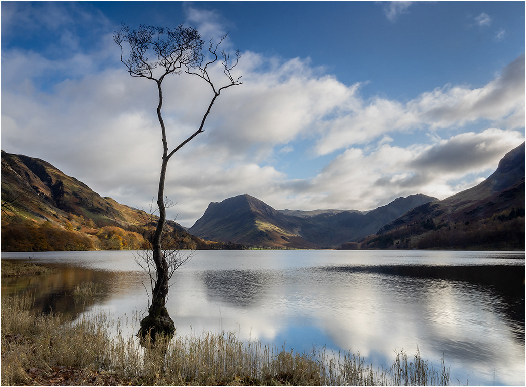 Buttermere - The Lone Tree
