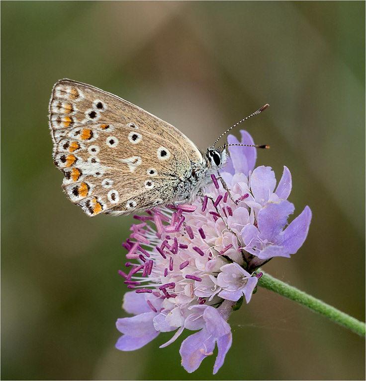 Adonis Blue