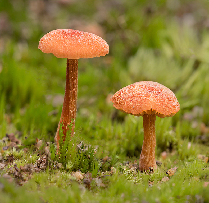 Amethyst Deceiver