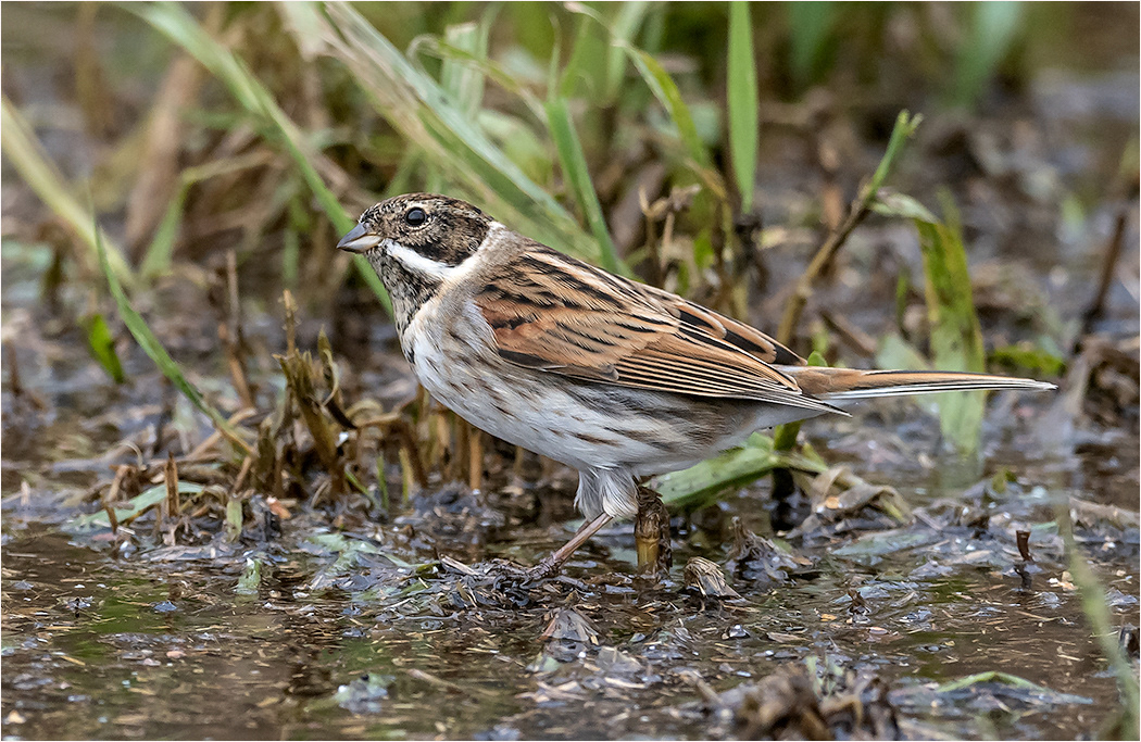 Reed Bunting - Male