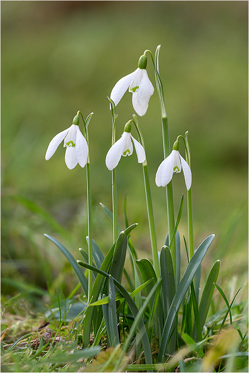 Snowdrops