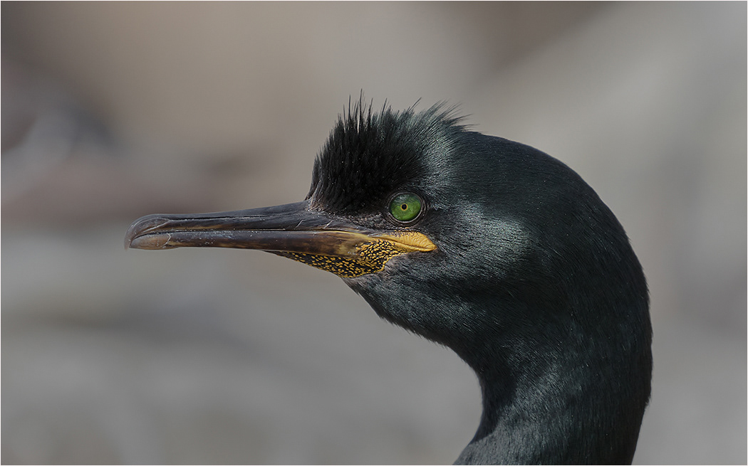 Shag Head Shot