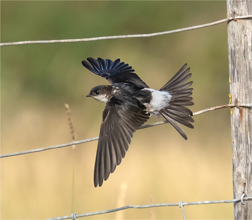 House Martin