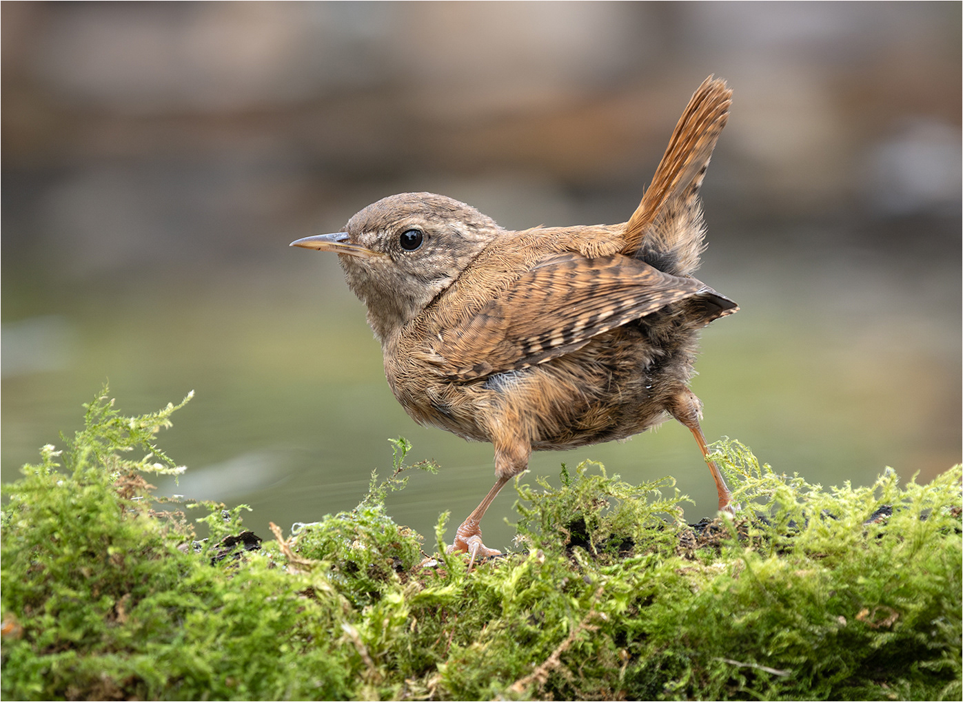 Wren