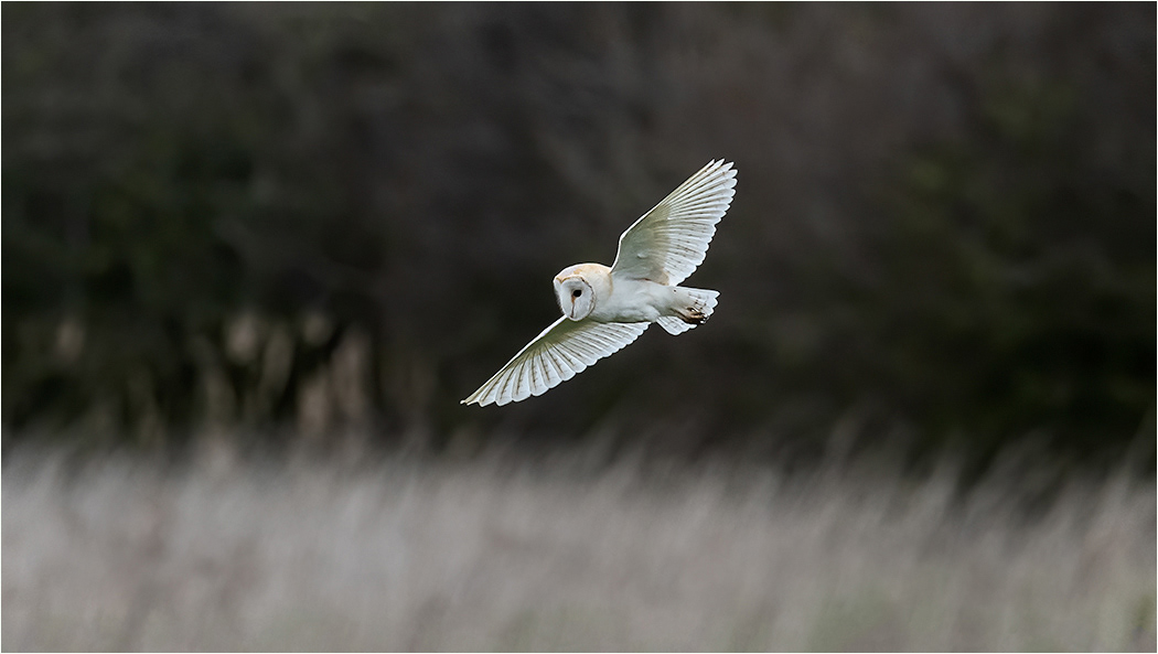 Barn Owl