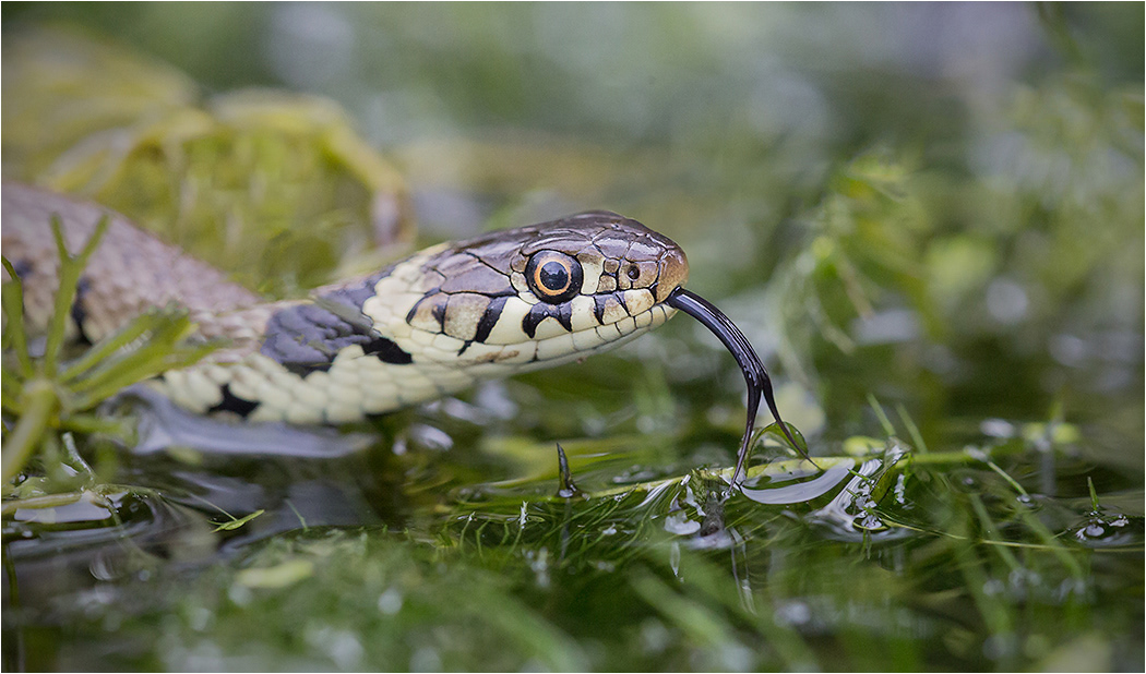 Grass Snake