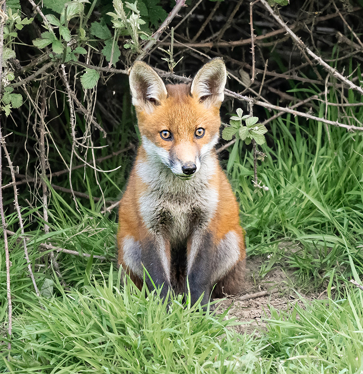 Fox cub