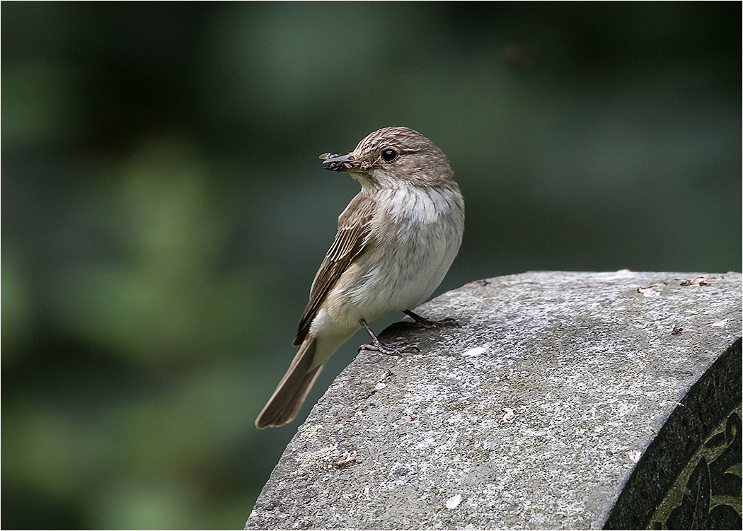 Spotted Flycatcher
