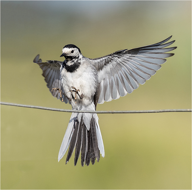 Pied Wagtail