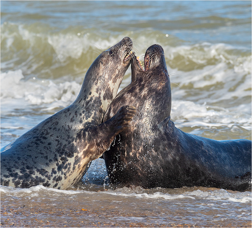 Seals Norfolk