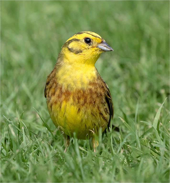 Yellowhammer
