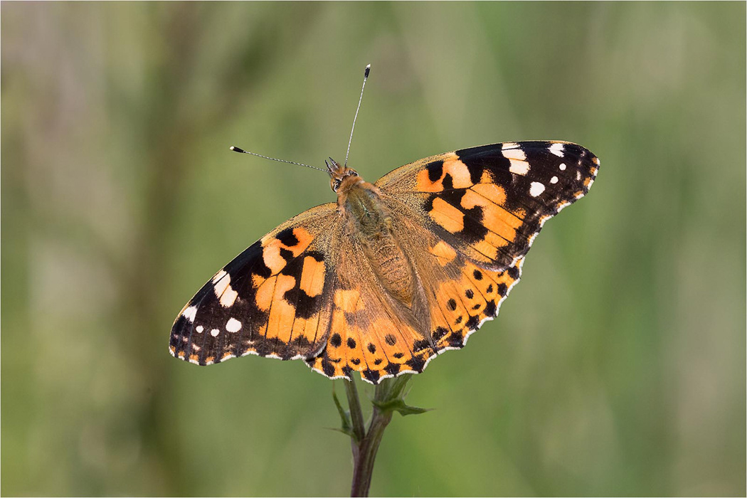Painted Lady