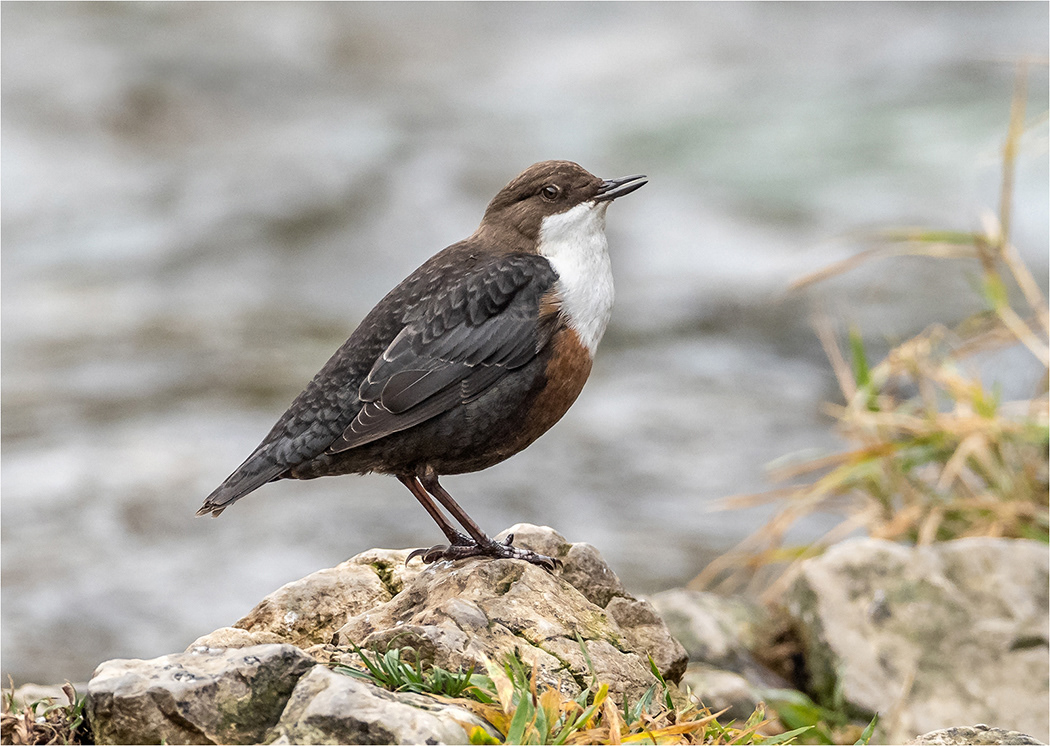 Dipper