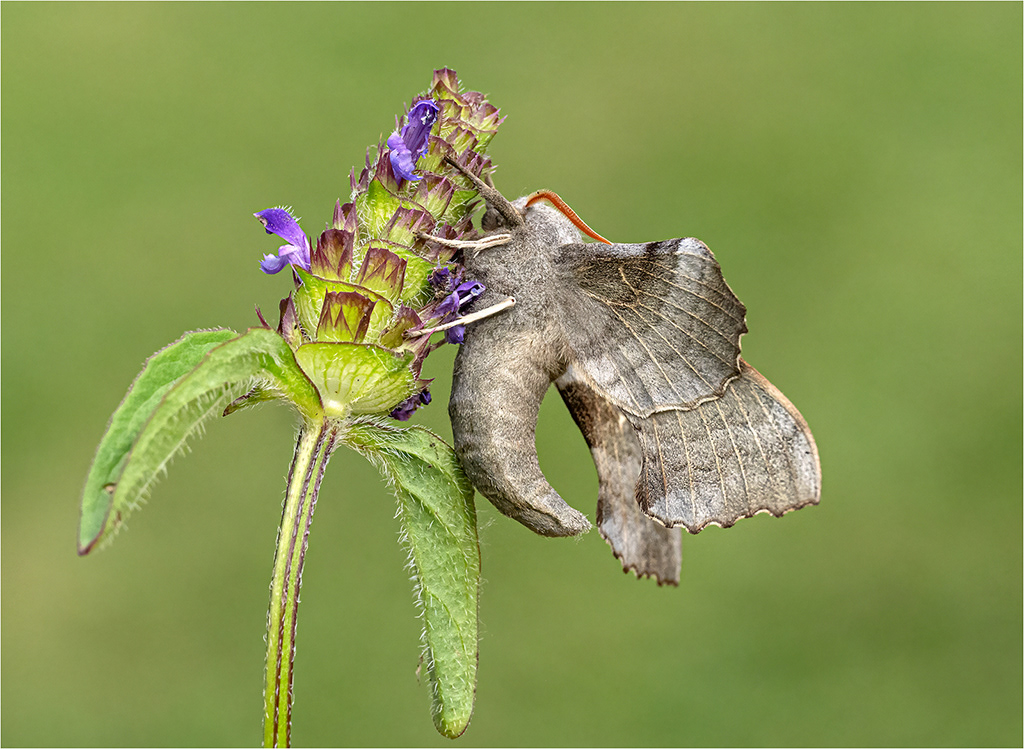 Poplar Hawk Moth