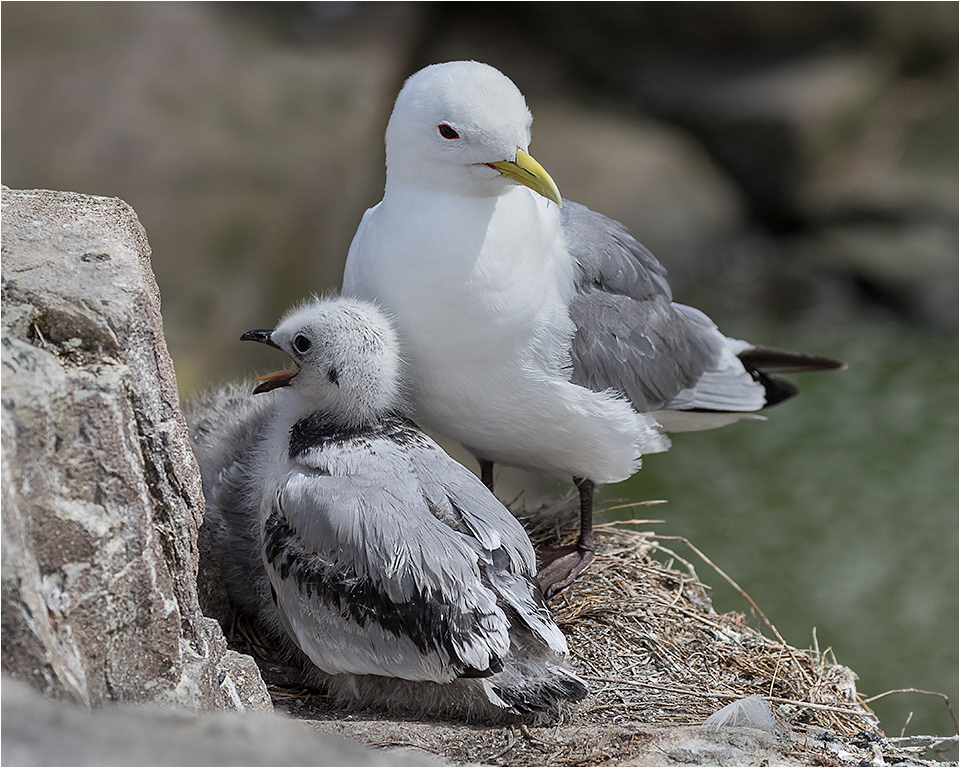 Kittywake and Chick