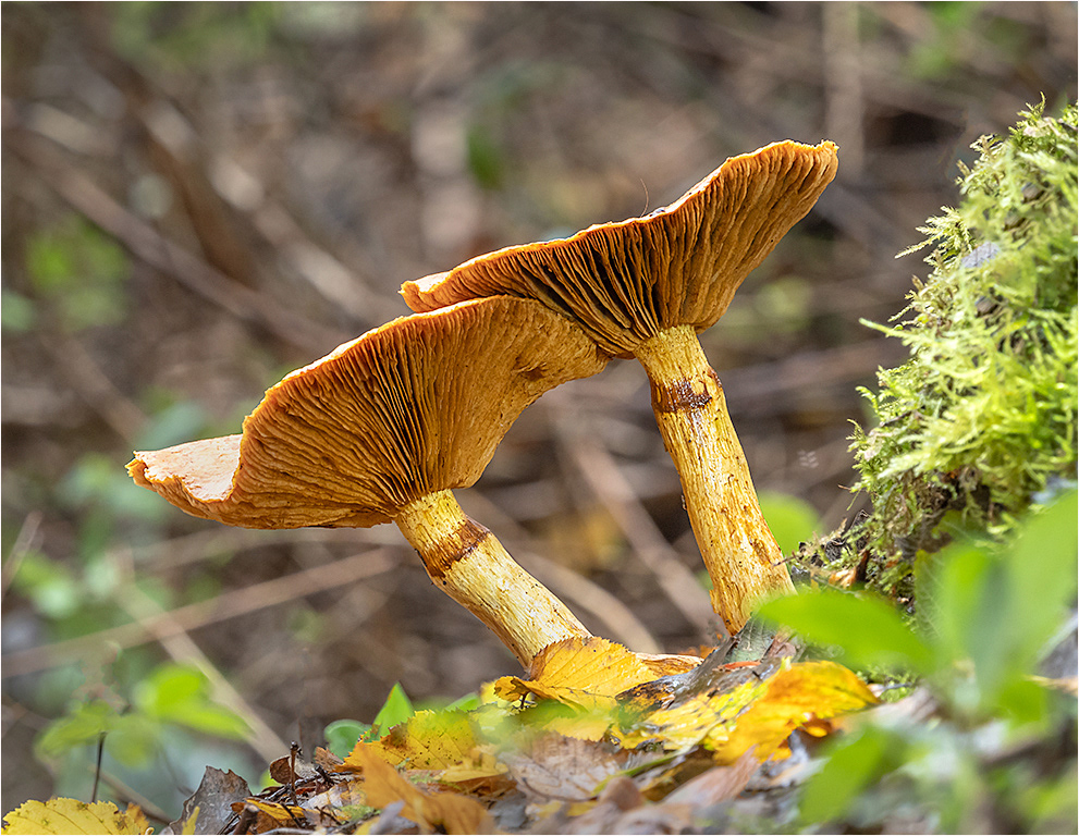 Pholiota Spectabilis