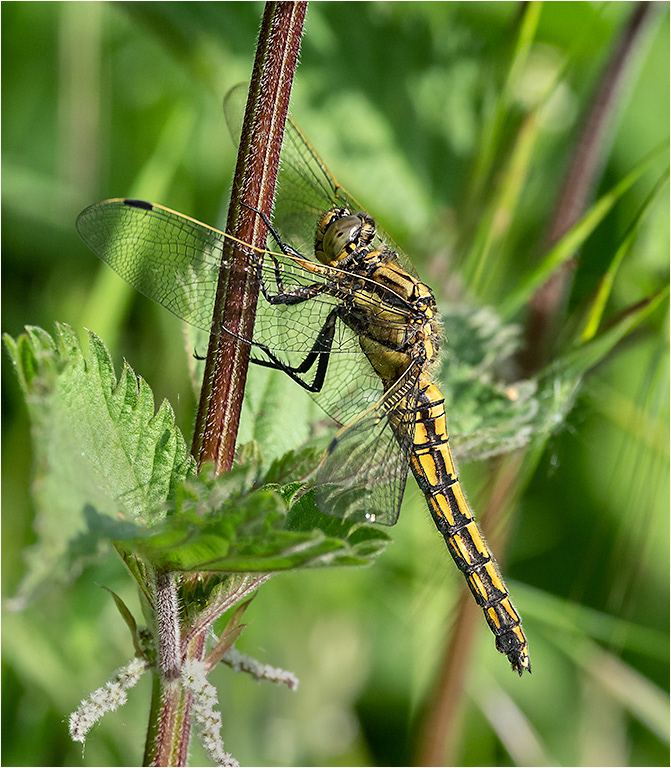 Black Tailed Skimmer - Female