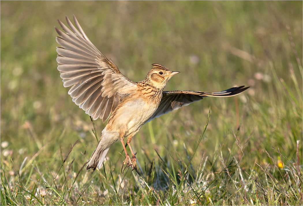 Skylark