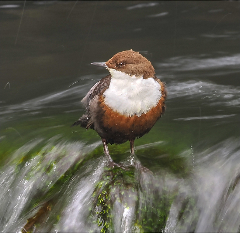Dipper