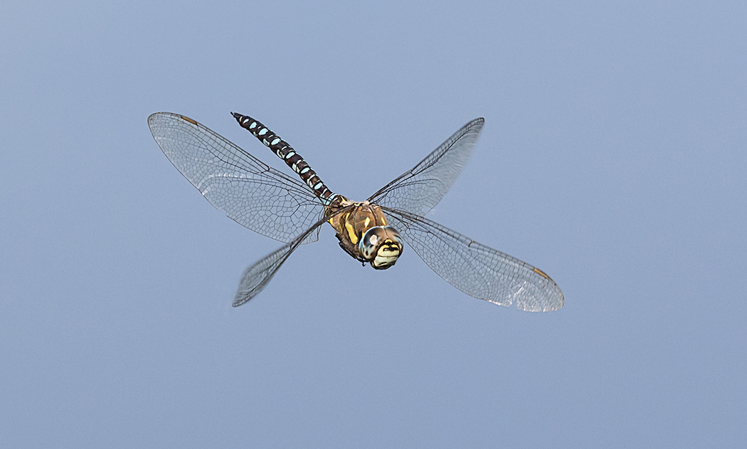 Migrant Hawker in flight