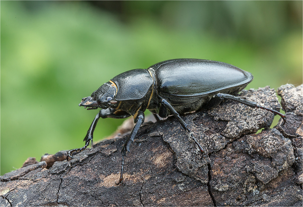 Stage Beetle - Female