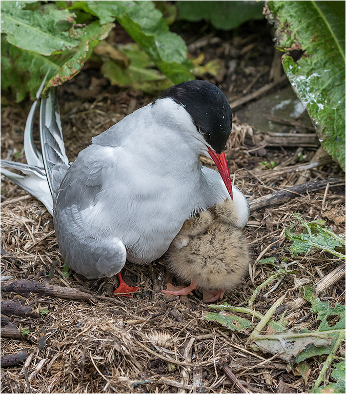 Arctic Tern